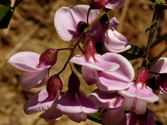 {Robinia nana}
